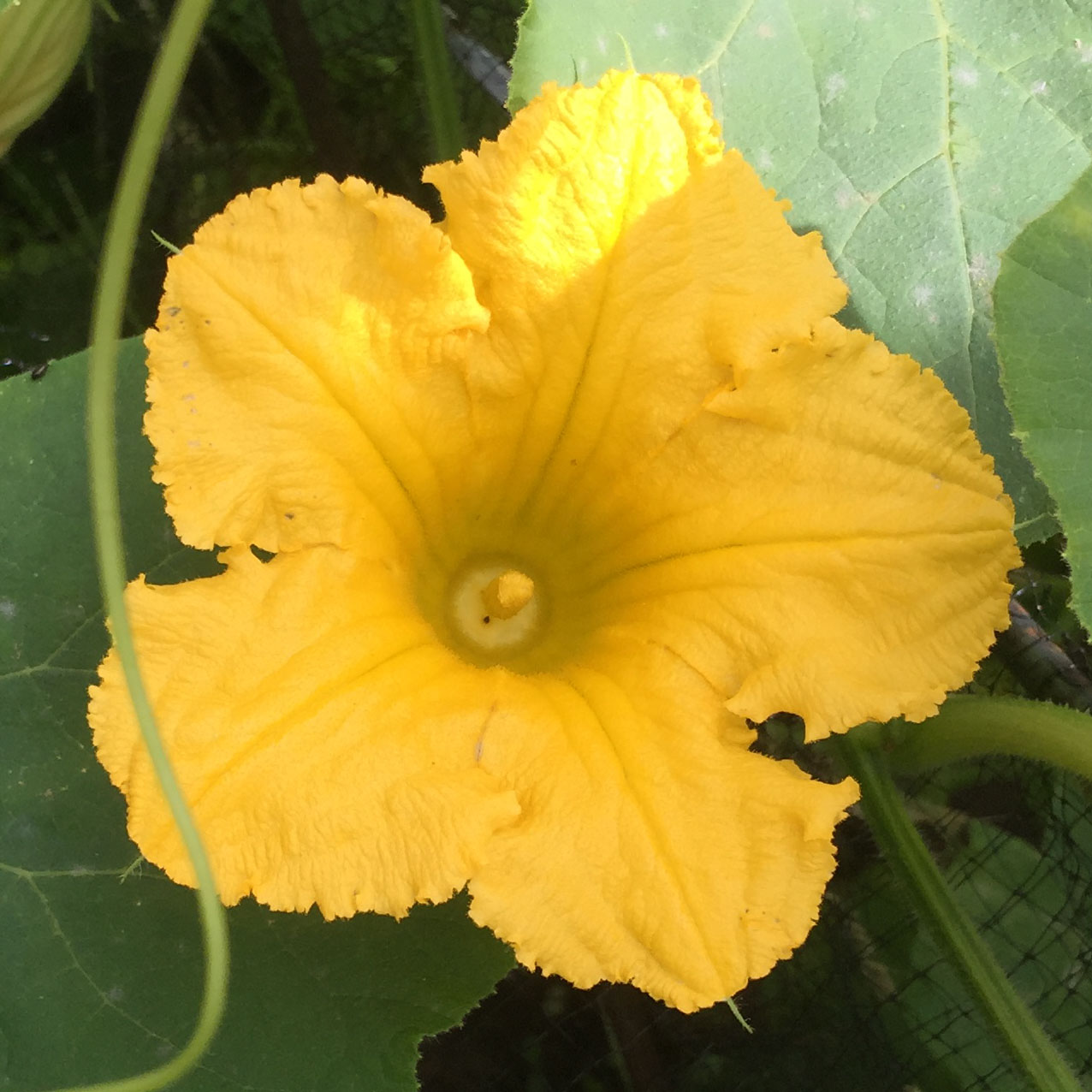 Pumpkin Flower