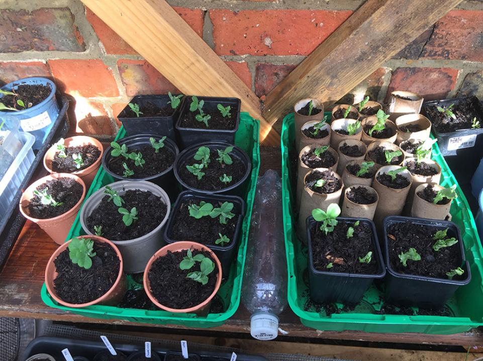Seedlings